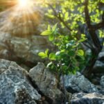 Light within the Last Prophet