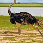 Fatawa Conflicts, Examples