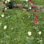 Multiple Burial In One Grave