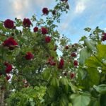 Why Enemies of Allah Possess Good Qualities