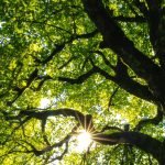 Bayt under the Tree Shia Perspective