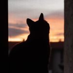 Cats – Some Ahadith