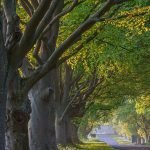 Bayt Under The Tree From Quran