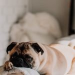 Dog and if it touches clothes